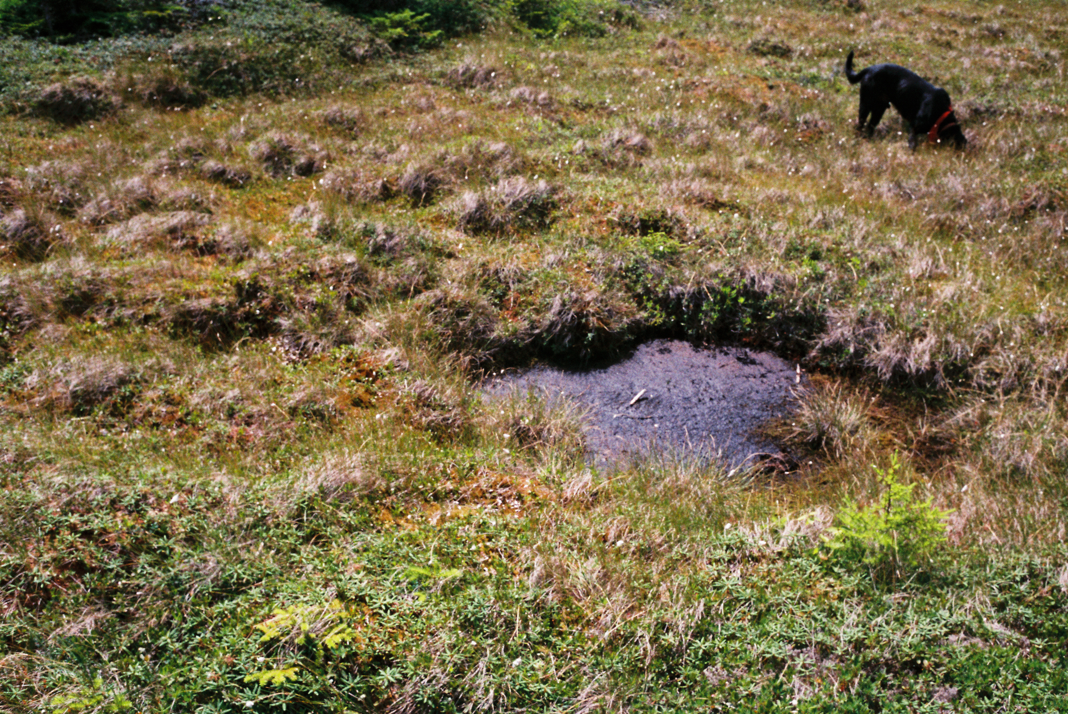 Alpine Bog